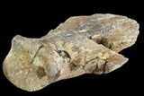 Bargain, Hadrosaur Ungual (Foot Claw) - Montana #103746-2